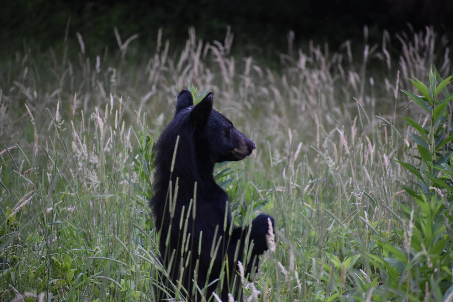 Smokey Mountains!! Standing Bear Photo! Black Bear! Mountains!! Nature Photography!! Digital Download!!