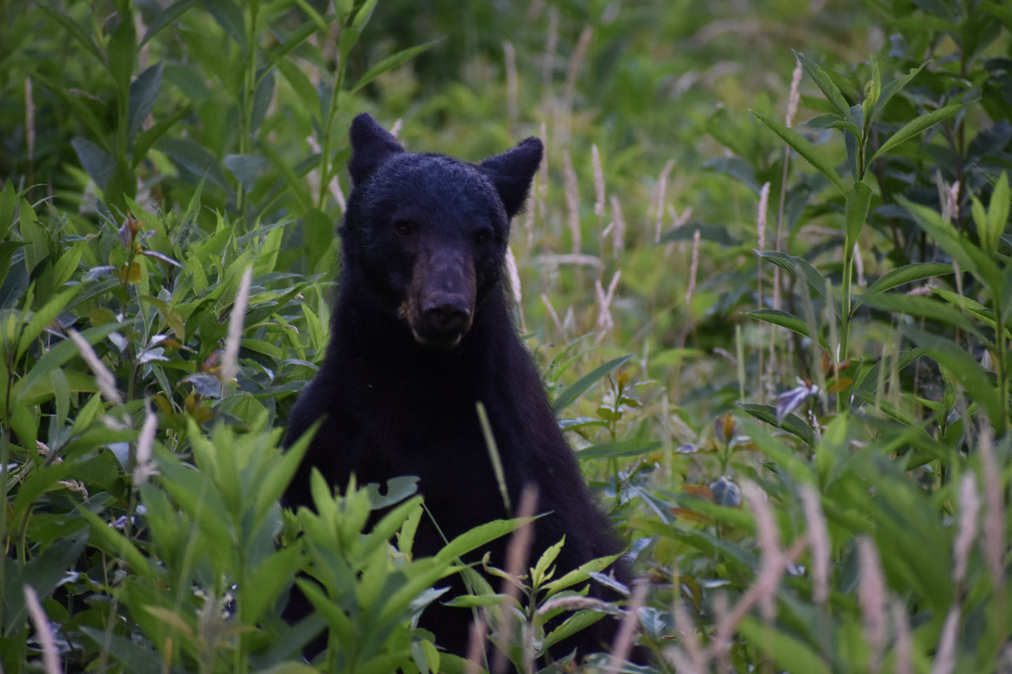 Smokey Mountains!! Standing Bear Photo! Black Bear! Mountains!! Nature Photography!! Digital Download!!