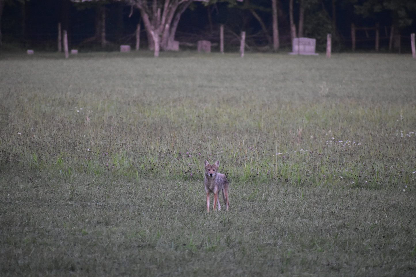 Smokey Mountains!! Coyote Photo! Flower Photo! Mountains!! Nature Photography!! Digital Download!!